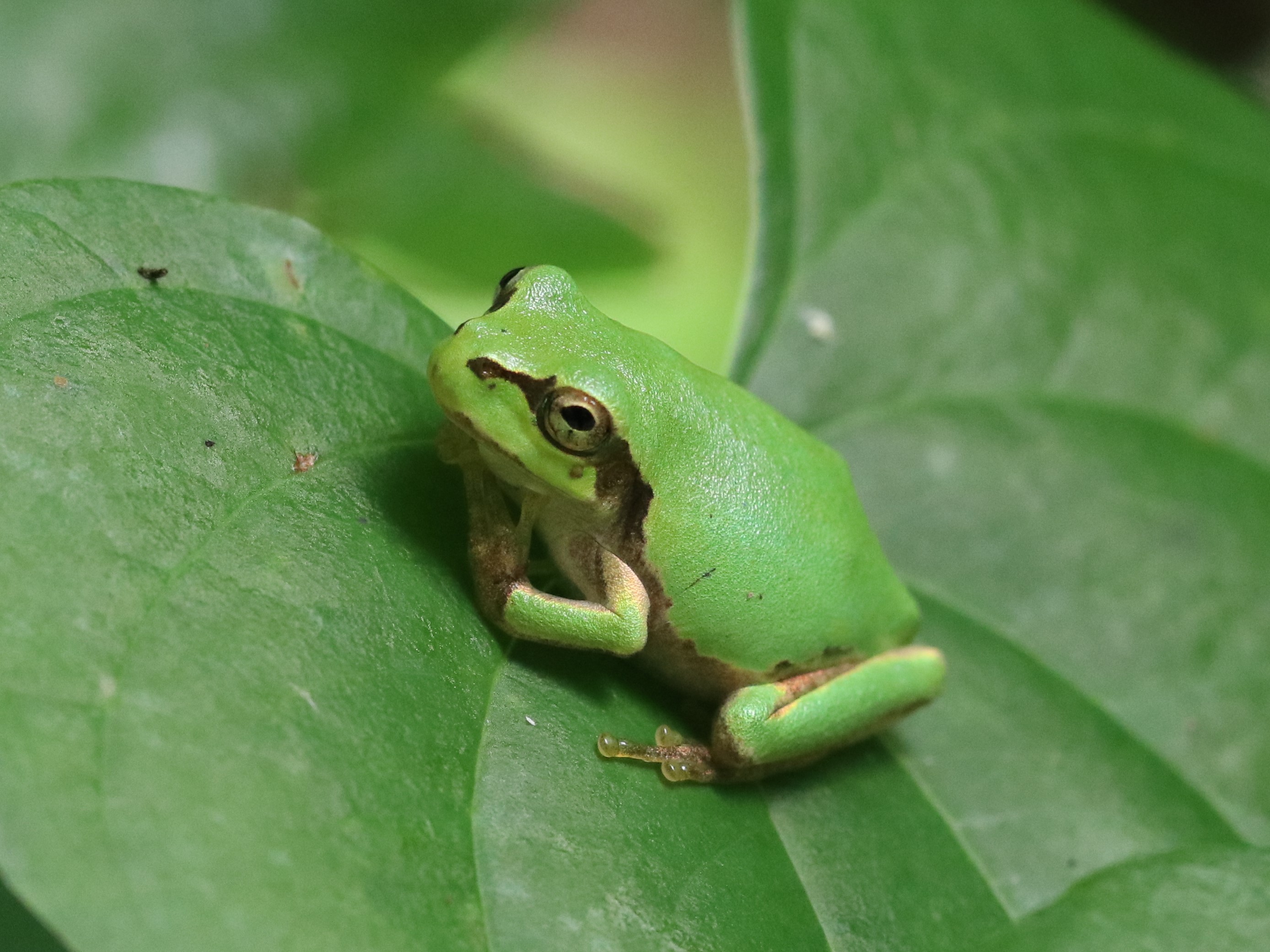 葉上のアマガエル